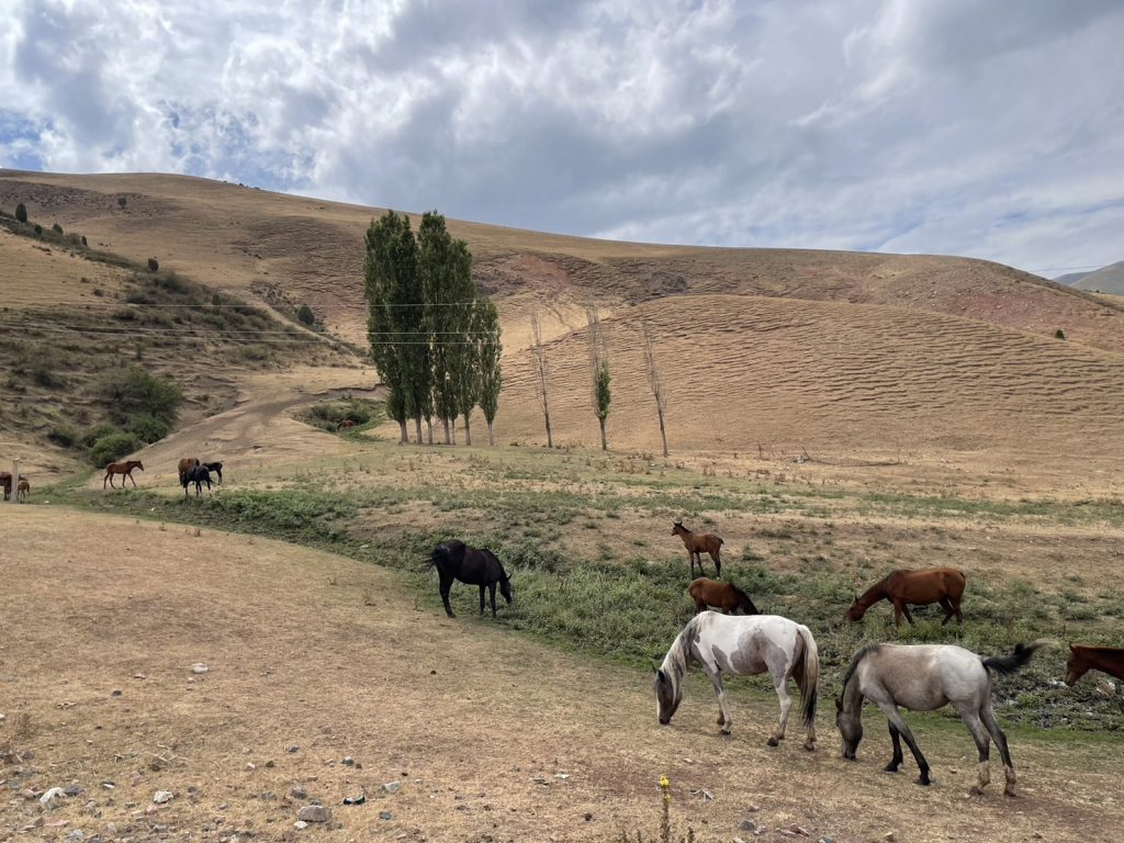 キルギスの田舎で道沿いに馬がいる景色